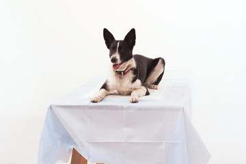 Dog laying down on white table in studio. Dog with white and black hair laying on white table on isolated white background.
