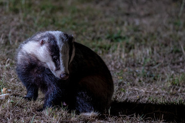 Badgers