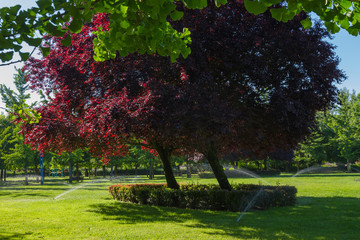Riego por aspersion de la hierba verde de un parque con arboles  en primavera. Ramas de ginkgo biloba en primer plano y de Ciruelo Prunus en el centro  