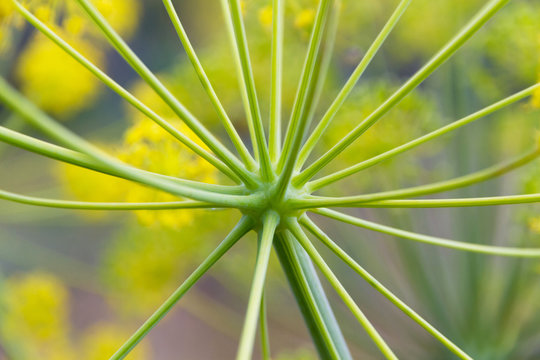 Detalle de umbela o inflorescencia  de planta umbelifera con radios de los que salen  flores amarillas