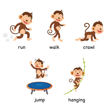 cartoon monkey vocabulary vector illustration