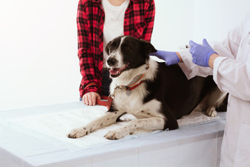 Close up of dog laing on table at vet clinic getting ready for injection. Confident veterinarian holding dog with one hand while prepares to inject shot of medication with other.