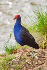 Blue Moorhen vert