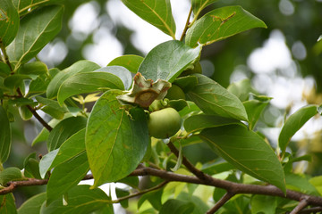 Kakipflaumen auf der Plantage Japan