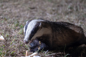 Badgers