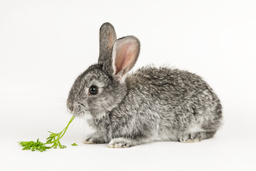 Grey little rabbit bites a carrot on a white background