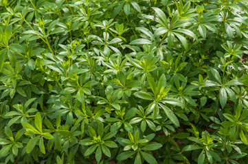 Fototapeta premium Waldmeister