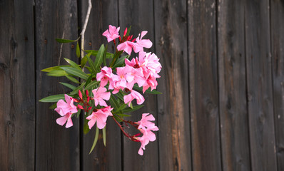 Pink flowers and Wood Background 