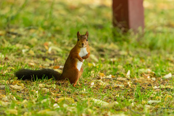 A red squirrel with black tail look at the camera in the park