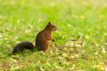 Naklejka na ściany i meble A red squirrel with black tail hold a plant seed in the park