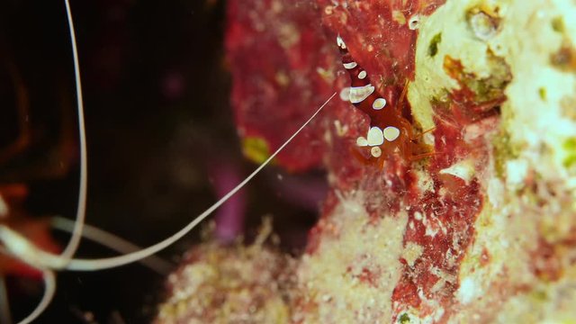 Close up of a cleaner shrimp as a part of the coral reef in the Caribbean Sea around Curacao