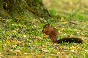 Naklejka na ściany i meble A red squirrel with black tail feed on plant seed in the park