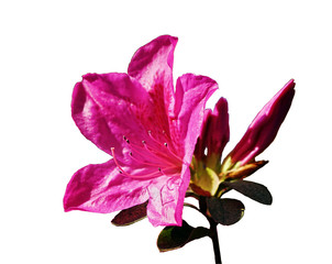   pink azalea flower isolated