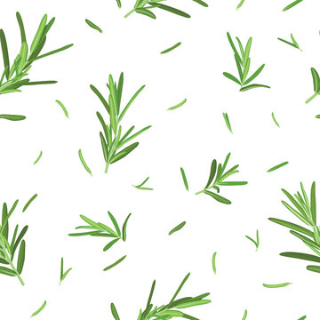 Seamless pattern of green rosemary leaves on white background template. Vector set of element for advertising, packaging design of condiment products.