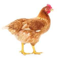 Brown hen