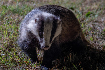 Fototapeta premium Badgers