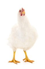 White hen isolated.