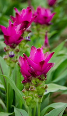 Obraz premium Beautiful Pink tulip flower of Thailand (Siam Tulip)