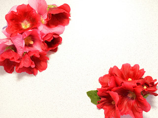 bright pink flowers on a background for greeting cards for the holiday