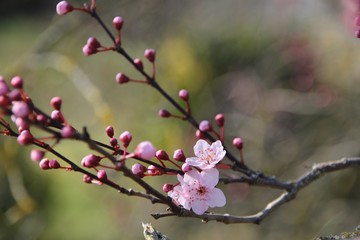 Fleurs de prunus au printemps