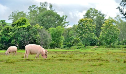 Fototapeta na wymiar Taro buffalo or white buffalo is eating the green grass in nature, At Kantaralak, Sisaket, Thailand