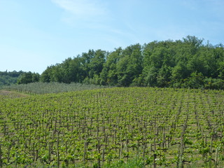 Vineyards