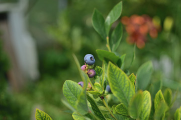 close-up of purple berries Blueberries with leaves in summer garden, on green soft blurred background