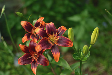 close-up of burgundy and orange lilies with buds on soft blurred background