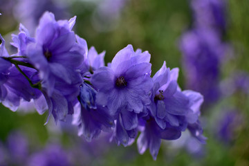 close-up mauve flowers Delphinium on a green soft blurred background