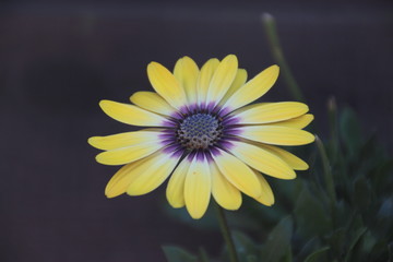 yellow flower