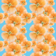 Geranium, pelargonium. Seamless pattern texture of flowers. Floral background, photo collage