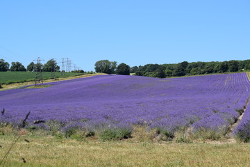 Lavender Fields
