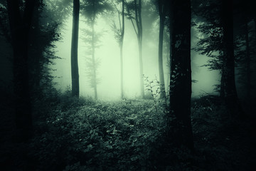 dark scary woods, halloween landscape