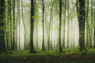 Fototapeta premium zielone liście w mglistym lesie, naturalny krajobraz