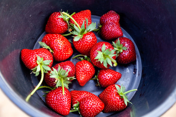 Close Up Fresh Red Strawberries in the Black Plastic Bucket.