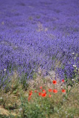 Lavender Fields