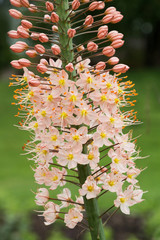 Steppenkerze apricotfarben, eremurus himalaicus © SusaZoom