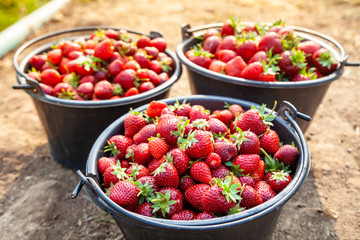 Close Up Fresh Red Strawberries in the Black Plastic Bucket.