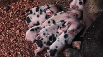 Newborn piglets being breast-fed pigs in a wooden enclosure or suckling pig puppy.