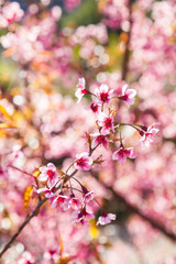 Beautiful Wild Himalayan Cherry Tree (Prunus cerasoides) or Thai Cherry blooming at Chiangmai, Thailand