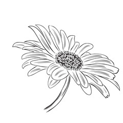 Hand drawn  outline daisy flower isolated on white background