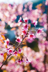 Beautiful Wild Himalayan Cherry Tree (Prunus cerasoides) or Thai Cherry blooming at Chiangmai, Thailand