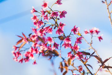 Beautiful Wild Himalayan Cherry Tree (Prunus cerasoides) or Thai Cherry blooming at Chiangmai, Thailand