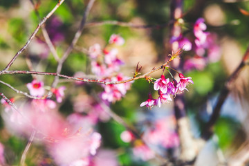 Beautiful Wild Himalayan Cherry Tree (Prunus cerasoides) or Thai Cherry blooming at Chiangmai, Thailand