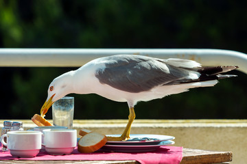 Obraz premium Mewa kradnąca jedzenie ze stolika w restauracji