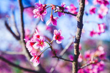 Beautiful Wild Himalayan Cherry Tree (Prunus cerasoides) or Thai Cherry blooming at Chiangmai, Thailand