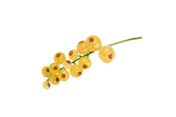 White currant on a white background