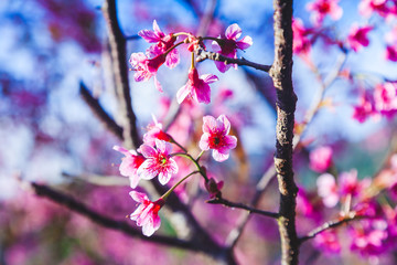 Beautiful Wild Himalayan Cherry Tree (Prunus cerasoides) or Thai Cherry blooming at Chiangmai, Thailand