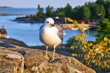 a gull standing on the stone, scandinavian nature, Helsinki, Finland