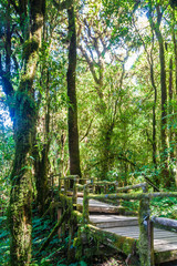 Wood Bridge Walkway in Ang Ka Luang Nature Trail at Doi Inthanon National Park in Chiang Mai, Thailand.